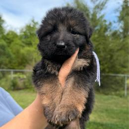 Purple collar Female - Black and red female German Shepherd puppy in Marianna, Florida from Haus M Godwin