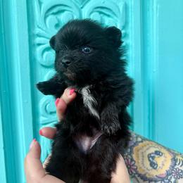 Henry - Black male Pomeranian puppy in Springfield, Missouri from Hope Mountain Pomeranians
