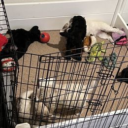 Poodle Puppies from Tyler Family Poodles