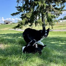 Border Collie Puppies from Pineview Farm