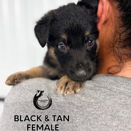 Purple collar female - Black and tan female German Shepherd puppy in Osco, Illinois from Sonnenhügel Kennel, LLC