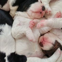 English Springer Spaniels from Snowy Butte Springer Spaniels