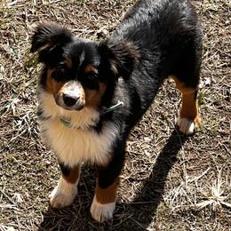 Miniature Australian Shepherd and Toy Australian Shepherd Puppies from Ramblin’ Rose Aussies