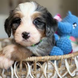 Zoro - Tri-color male Bernedoodle puppy in Yuciapa, California from AlltheDoodlez_