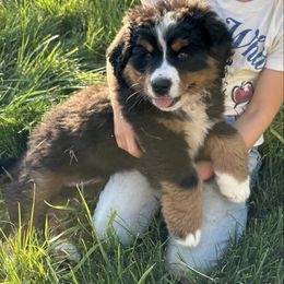 Girl 3 - Tri-color Bernese Mountain Dog puppy in Fort Jones, California from Acorn Hill Bernese