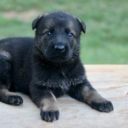 Praza - Sable female German Shepherd puppy in Cumming, Georgia from Cainedelup