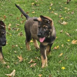 German Shepherd Puppies from Brighton Shepherds