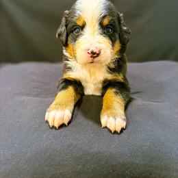 Reese - Black rust and white female Bernese Mountain Dog puppy in Alabama from Dogwood Creek Bernese