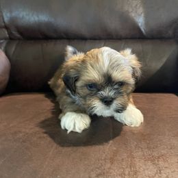 "male 7 weeks old" Lhasa Apso All Grown Up from Denice Fleshman's Lhasa Apsos