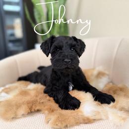 Johnny AKC - Black male Miniature Schnauzer puppy in Victorville, California from West Coast Royal Miniature Schnauzer