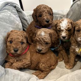 Cavapoo and Poodle Puppies from Klaus Poodles