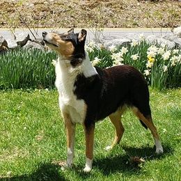 Remi - Collie