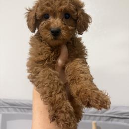 Coral - Red female Cavapoo puppy in Fort Worth, Texas from Aloha Paradise Poodles LLC