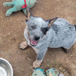 Scout  - Orange - Blue male Australian Cattle Dog puppy in Colbert, Oklahoma from LoveAHeeler
