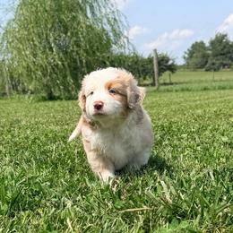 Boy 4 - Red merle male Miniature Australian Shepherd puppy in Arcadia, Indiana from Sunset Cowgirl Mini Aussies
