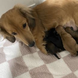 Dachshund puppies from Hughes' Doxies