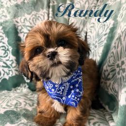 Randy - Red male Shih Tzu puppy in Hemet, California from Aloha Shih Tzu