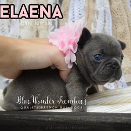 Celaena Sardothien - Blue female French Bulldog puppy in Loxahatchee, Florida from Blue Wonder Frenchies