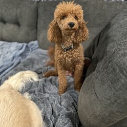 Moira - Poodle