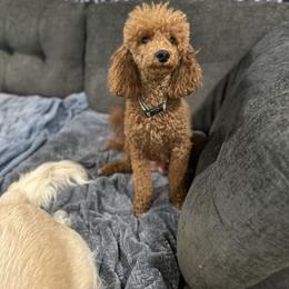 Moira - Poodle