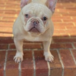 French Bulldogs from Will's French Bulldogs