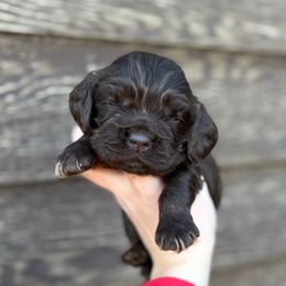 Bear - Brown and tan male Cocker Spaniel puppy in Lake, Mississippi from MGs Cockers