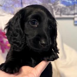 Meatball - Black male Dachshund puppy in Kentucky from Wonderful Weiners