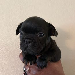 French Bulldog Puppies from Rodzina French Bulldogs