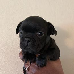 French Bulldog Puppies from Rodzina French Bulldogs