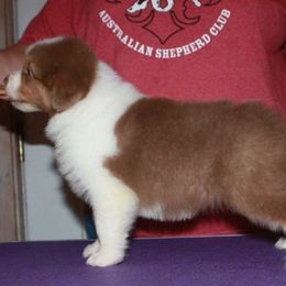 Australian Shepherd Puppies from Gold Ring Australian Shepherds