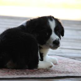 Diamond - Black tri male Miniature Australian Shepherd puppy in Gretna, Virginia from Adams Acres Cattle Dogs