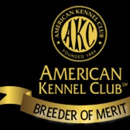 Labrador Retriever Puppies from Belquest Labradors