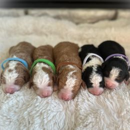 Bernedoodle puppies from Crimson Curl Doodles