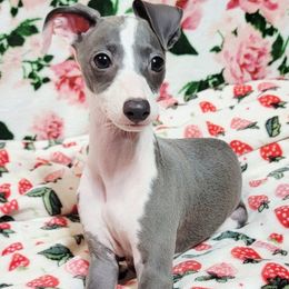 Perfect Harmony - White and blue female Italian Greyhound puppy in Cadwell, Georgia from All The DoDa Day Italian Greyhounds