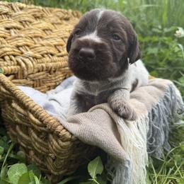 Wirehaired Pointing Griffon Puppies from Idleista Grand Chasseur