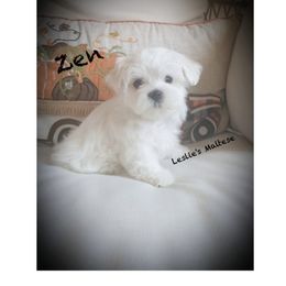 Maltese Puppies from Leslie's Maltese