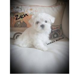 Maltese Puppies from Leslie's Maltese