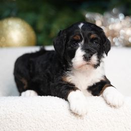 Serenity - Tri-color female Bernedoodle puppy in Spokane, Washington from Lilac City Doodles