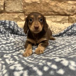 Hawk - Chocolate and tan male Dachshund puppy in Stilwell, Oklahoma from B & K Dachshunds