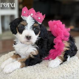 Aurora - Tri-color female Bernedoodle puppy in Henry, Illinois from Rowe Farms Doodles