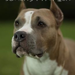 American Pit Bull Terriers from Prodigy Kennel