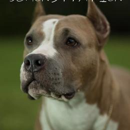 American Pit Bull Terriers from Prodigy Kennel