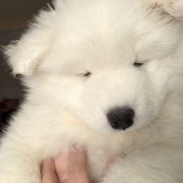 Samoyed Puppies from HaleStorm Samoyeds