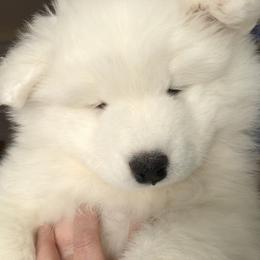 Samoyed Puppies from HaleStorm Samoyeds