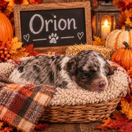 Orion - Merle male Cockapoo puppy in Lebanon, Kentucky from Mosaic Merle Doodles