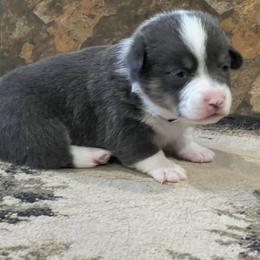 Boy 4 - Blue male Pembroke Welsh Corgi puppy in Ocala, Florida from Dolan Farms Corgis