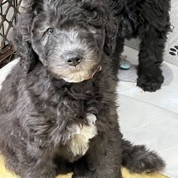 Havanese, Poodle, and Sheepadoodle Puppies from KK's Doodles and Havanese