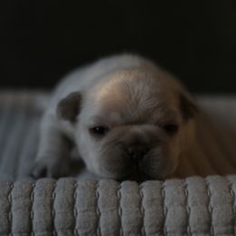 French Bulldog Puppies from The Midwest Frenchies