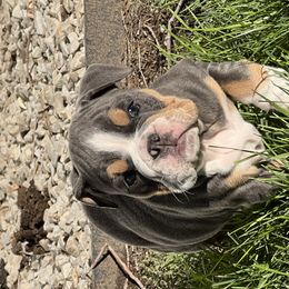 Girl 3 - Bulldog puppy in Sandy, Utah from K2I Bulldogs