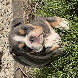 Girl 3 - Bulldog puppy in Sandy, Utah from K2I Bulldogs